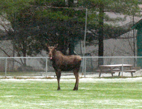 Moose on the Loose in Long Lake Updated 2024