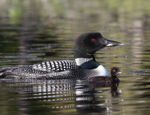 “Unveiling the Secret Lives of Nesting Adirondack Loons”